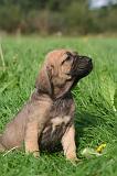 FILA BRASILEIRO 233
